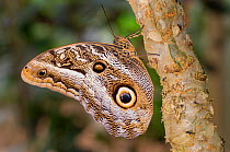 Owl-eye Butterfly (Caligo sp), Amazonia, Ecuador, South America.