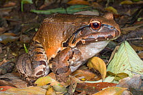 Smokey Jungle Frog (Leptodactylus pentadactylus), forests near Napo River, Amazonia, Ecuador, South America.