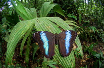 Blue Morpho Butterfly (Morpho sp) on leaf, Amazonia, Ecuador, South America.