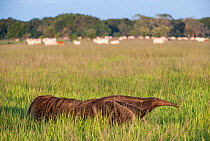 Adult Giant Anteater (Myrmecophaga tridactyla) walking across savannah with Zebu Cattle (Bos primigenius indicus) grazing in background. Near Unamas Private Reserve, Los Llanos, Colombia, South Americ...