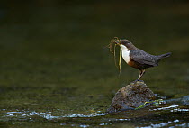 Dipper (Cinclus cinclus) perching on stone in stream carrying moss nesting material, Peak District, England, UK, March.
