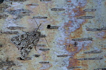 Early grey moth adult (Xylocampa areola) resting on birch bark, Sheffield, England, UK, April.
