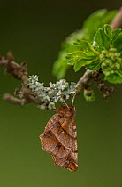 Early thorn moth (Selenia dentaria) at rest on hawthorn, Sheffield, England, UK, April.