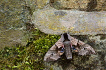 Eyed hawk moth (Smerinthus ocellata) at rest on wall, Sheffield, England, UK, July.