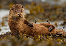 Otter (Lutra lutra) female grooming in seaweed, Mull, Scotland, UK, September.