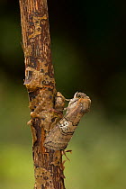 Figure of eighty moth (Tethea ocularis octogesimea) adult , Sheffield, England, UK, July.