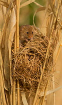 Harvest mouse  (Micromys minutus) at sleeping nest, captive, England, UK, March.