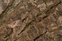 Hebrew character moth (Orthosia gothica) resting on pine bark, Sheffield, England, UK, April.