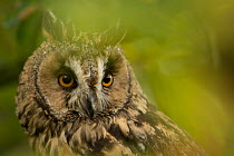 Long-eared owl (Asio otus) portrait, captive, England, UK, November.