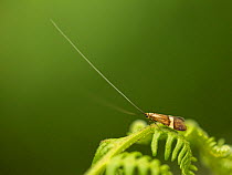 Moth (Nemophora degeerella) with very long antennae, on bracken, Sheffield, England, UK, July.