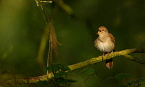 Nightingale (Luscinia megarhynchos) male, singing, Lincolnshire, England, UK, April.