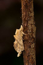 Pale prominent moth (Pterostoma palpina) resting on a twig, Lincolnshire, England, UK, July.