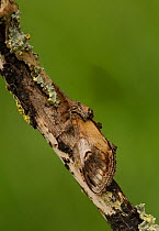 Pebble prominent moth  (Eligmodonata ziczac) on lichen covered twig, Lincolnshire, England, UK, June.
