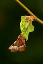 Purple thorn moth (Selenia tetralunaria) newly emerged leaf, Sheffield, England, UK, May.