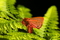 Ruby tiger moth (Phragmatobia fuliginosa) on fern, Sheffield, England, UK, August.