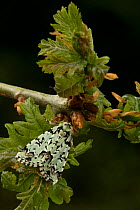 Scarce merveille du jour moth (Moma alpium) adult on hawthorn twig, England, UK, May.