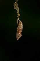 Small tortoishell butterfly (Aglais urticae) adult emerging from chrysalis, Sheffield, England, UK, August. Sequence 1 of 22.