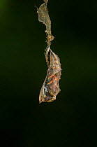 Small tortoishell butterfly (Aglais urticae) adult emerging from chrysalis, Sheffield, England, UK, August. Sequence 2 of 22.