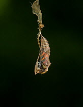 Small tortoishell butterfly (Aglais urticae) adult emerging from chrysalis, Sheffield, England, UK, August. Sequence 3 of 22.
