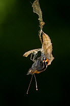 Small tortoishell butterfly (Aglais urticae) adult emerging from chrysalis, Sheffield, England, UK, August. Sequence 14 of 22.