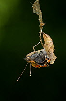 Small tortoishell butterfly (Aglais urticae) adult emerging from chrysalis, Sheffield, England, UK, August. Sequence 15 of 22.
