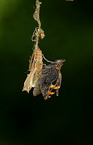 Small tortoishell butterfly (Aglais urticae) adult emerging from chrysalis, Sheffield, England, UK, August. Sequence 18 of 22.