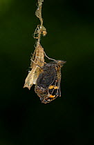 Small tortoishell butterfly (Aglais urticae) adult emerging from chrysalis, Sheffield, England, UK, August. Sequence 20 of 22.