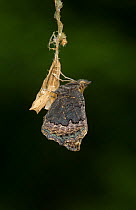 Small tortoishell butterfly (Aglais urticae) adult emerging from chrysalis, Sheffield, England, UK, August. Sequence 21 of 22.