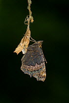 Small tortoishell butterfly (Aglais urticae) adult emerging from chrysalis, Sheffield, England, UK, August. Sequence 22 of 22.