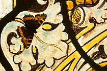 Small tortoishell butterfly (Aglais urticae) on a stained glass window  of church on a sunny day Sheffield, England, UK, January.