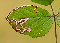 Golden pigmy moth (Stigmella aurella) leaf mines in bramble leaf, Yorkshire, England, UK.