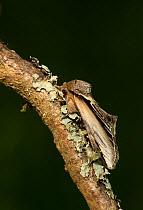Swallow prominent moth (Pheosia tremula) at rest on twig, Lincolnshire, England, UK, June.