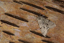 The miller moth (Acronicta leporina) adult resting, Sheffield, England, UK, June.