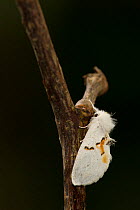 White prominent moth (Leucodonta bicolaria) on branch, captive bred, England, UK, May.