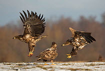 White-tailed eagles (Haliaeetus albicilla) juvenile chasing another for meat in claws, Poland, February.