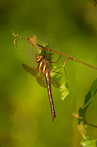 Brown hawker adult (Aeshna grandis) at rest in tree, Yorkshire, England, UK, July.