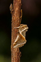Buff arches (Habrosyne pyritoides) moth adult on twig,  Sheffield, England, UK, July.