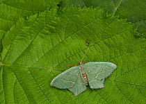 Common emerald moth (Hemithea aestivaria) at rest on leaf, Sheffield, England, UK, July.
