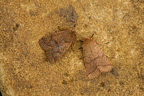Common quaker moths (Othosia cerasi) camouflaged on rock, Sheffield, England, UK, April.