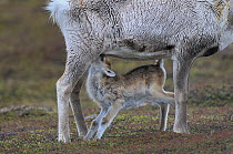 Reindeer (Rangifer tarandus) calf suckling. Varanger, Norway, May.