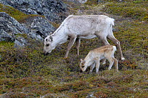Reindeer (Rangifer tarandus) female and young grazing. Varanger, Norway, May.