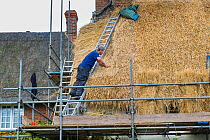 Thatcher re-roofing with wheat grass thatch, Wiltshire, UK, October 2014.