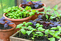 Basil varieties (Sweet, Purple and Thai Basil) growing in containers in greenhouse, England, July.