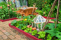 Courgettes, lettuce and cucumber growing in small raised bed with antique cloche, England, July.