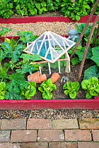 Courgettes, lettuce and cucumber growing in small raised bed with antique cloche, England, July.