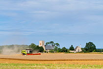 Combine harvester in field of wheat. Gunthorpe, UK, August 2014.