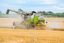 Claas Lexion 420 combine harvester fitted with straw chopper, Norfolk, UK, August 2014.