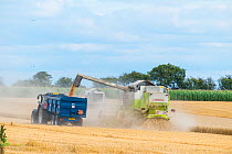 Tractor and trailer harvesting crop with Claas Lexion 420 combine harvester fitted with straw chopper, Norfolk, UK, August 2014.
