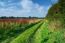 Farm track beside hedgerow, Wiltshire, UK, October 2014.