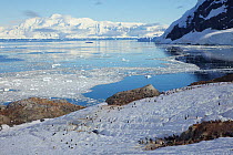 Gentoo penguin (Pygoscelis papua) colony at Neko Harbor, Andvord Bay, Antarctica, February 2011.